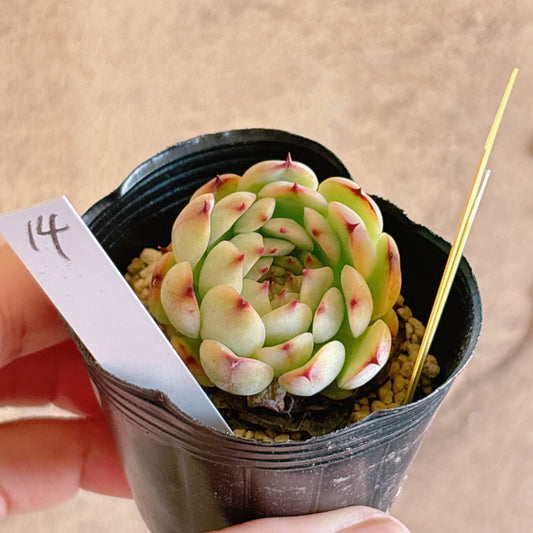 多肉植物