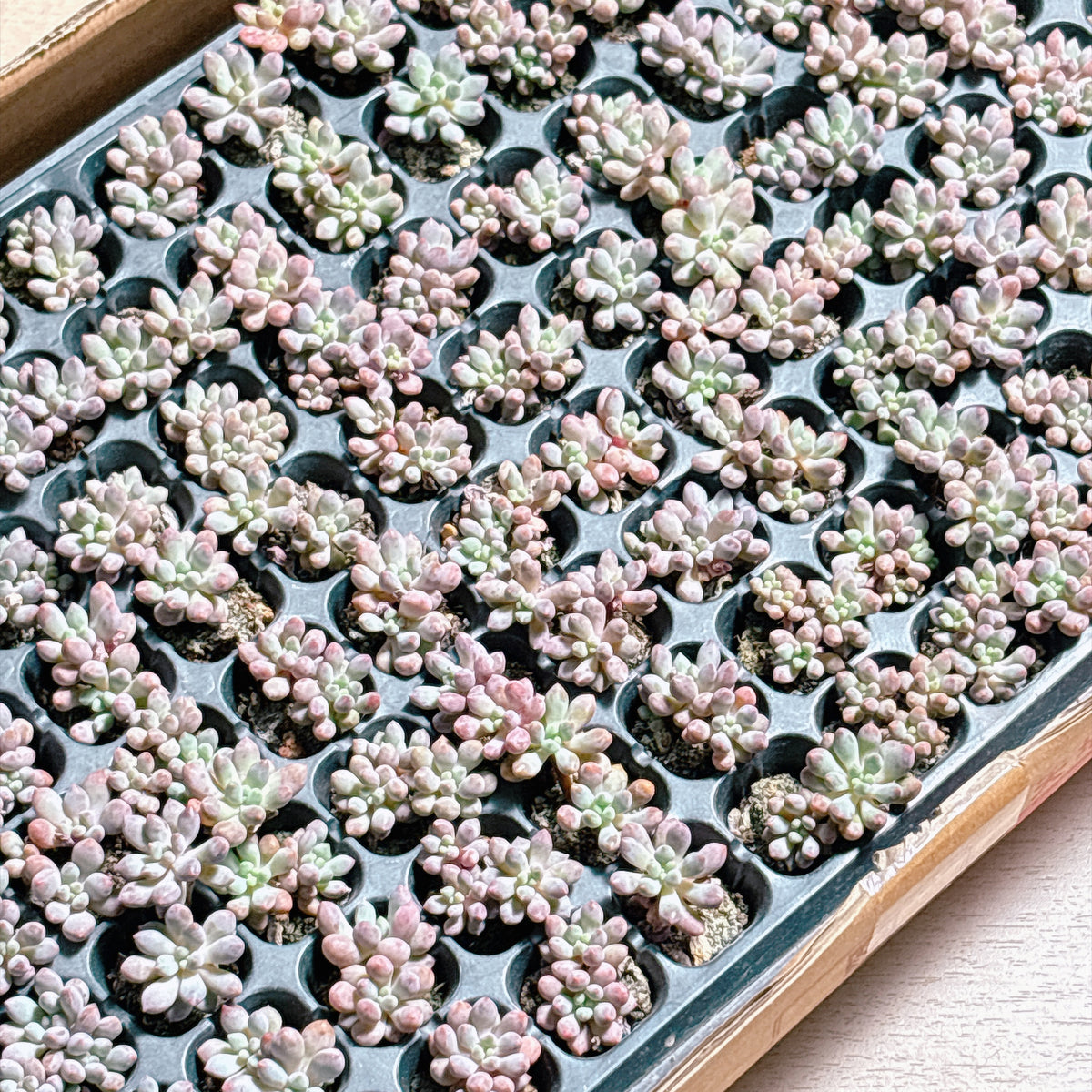多肉植物