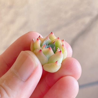 多肉植物