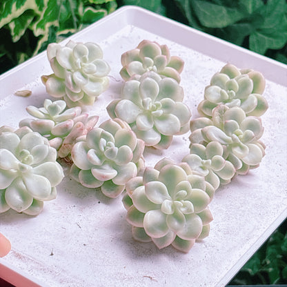 多肉植物