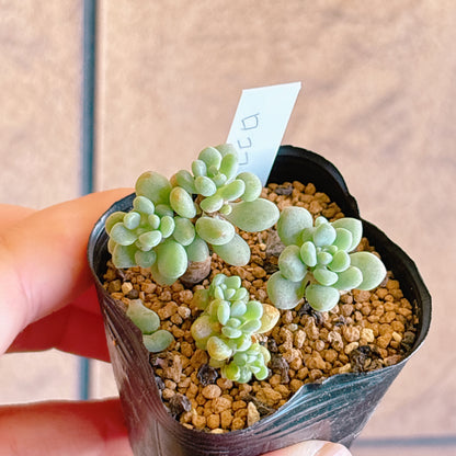 多肉植物