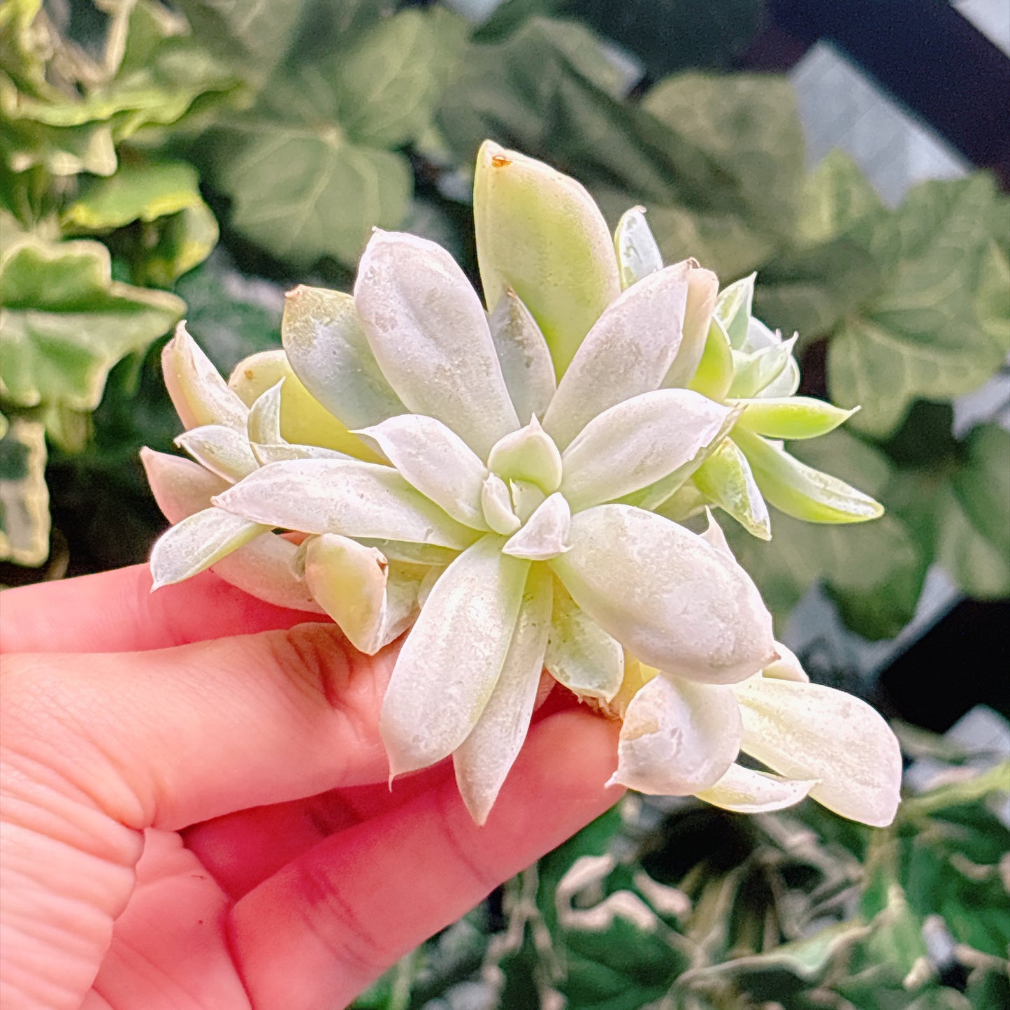 多肉植物