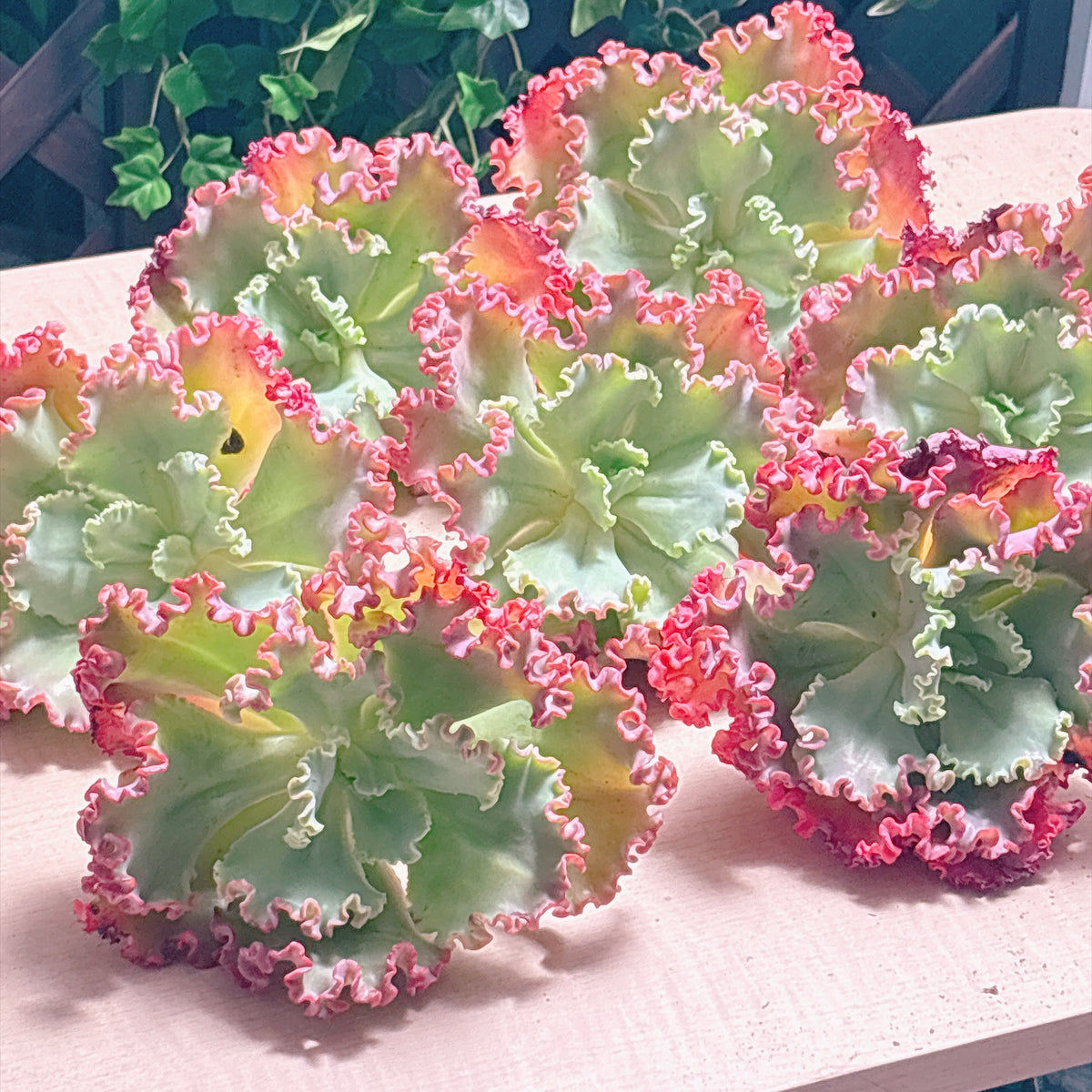 多肉植物