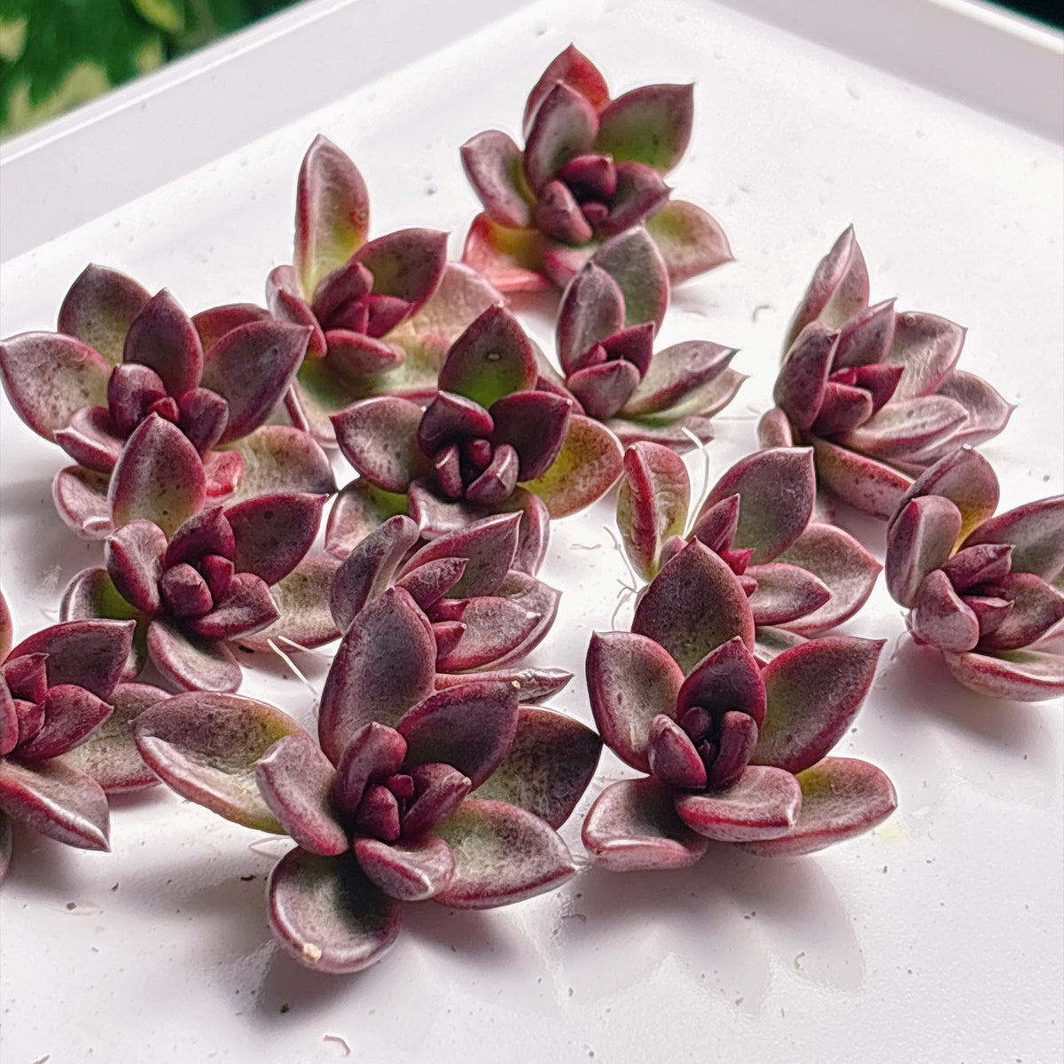 多肉植物