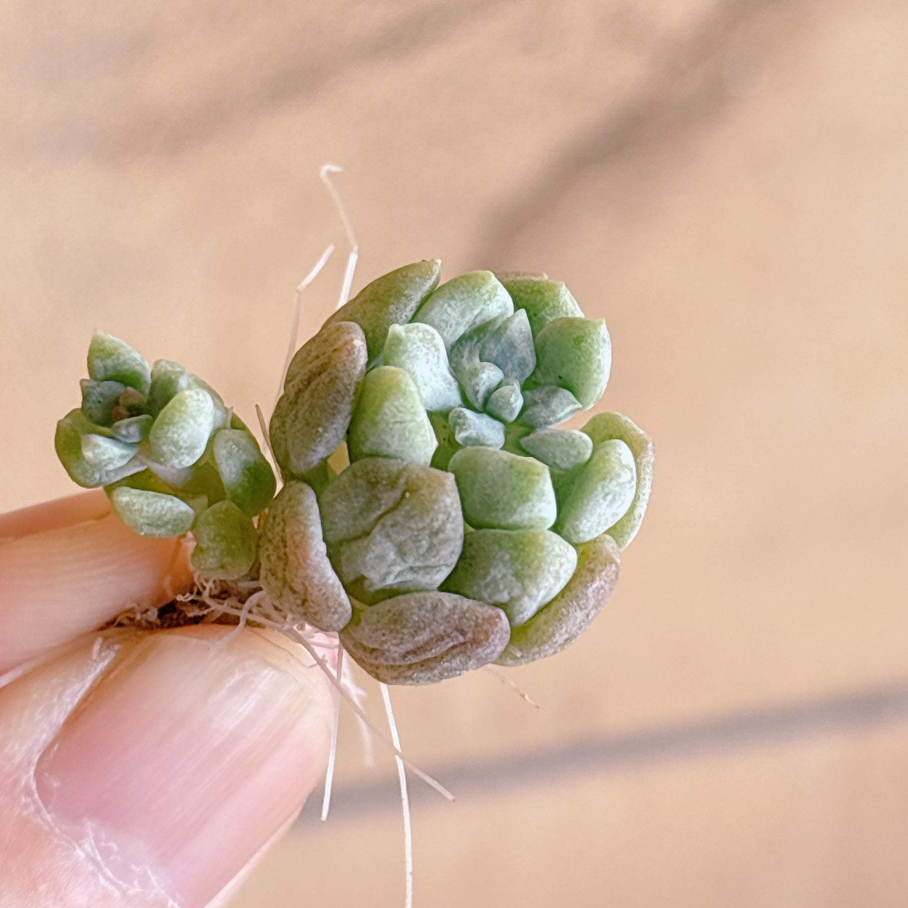 多肉植物