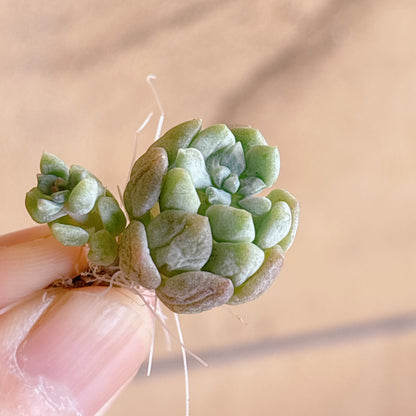 多肉植物