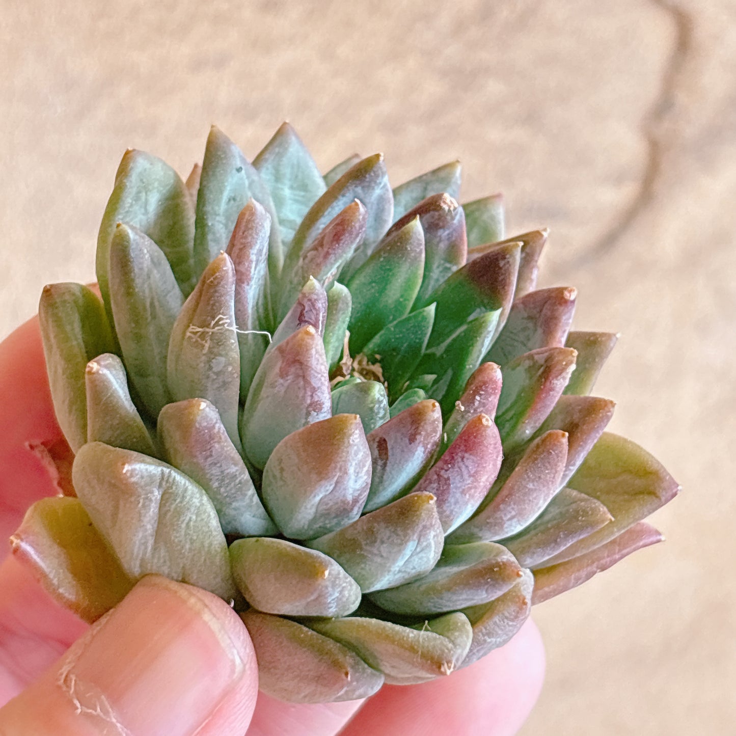 多肉植物