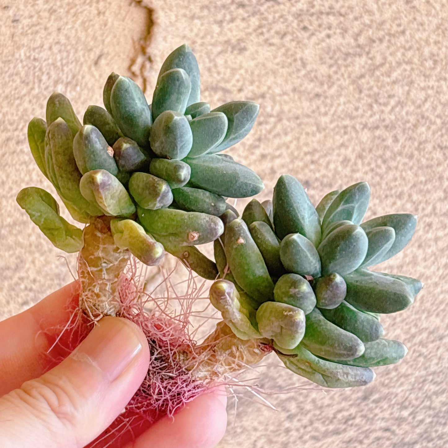 多肉植物