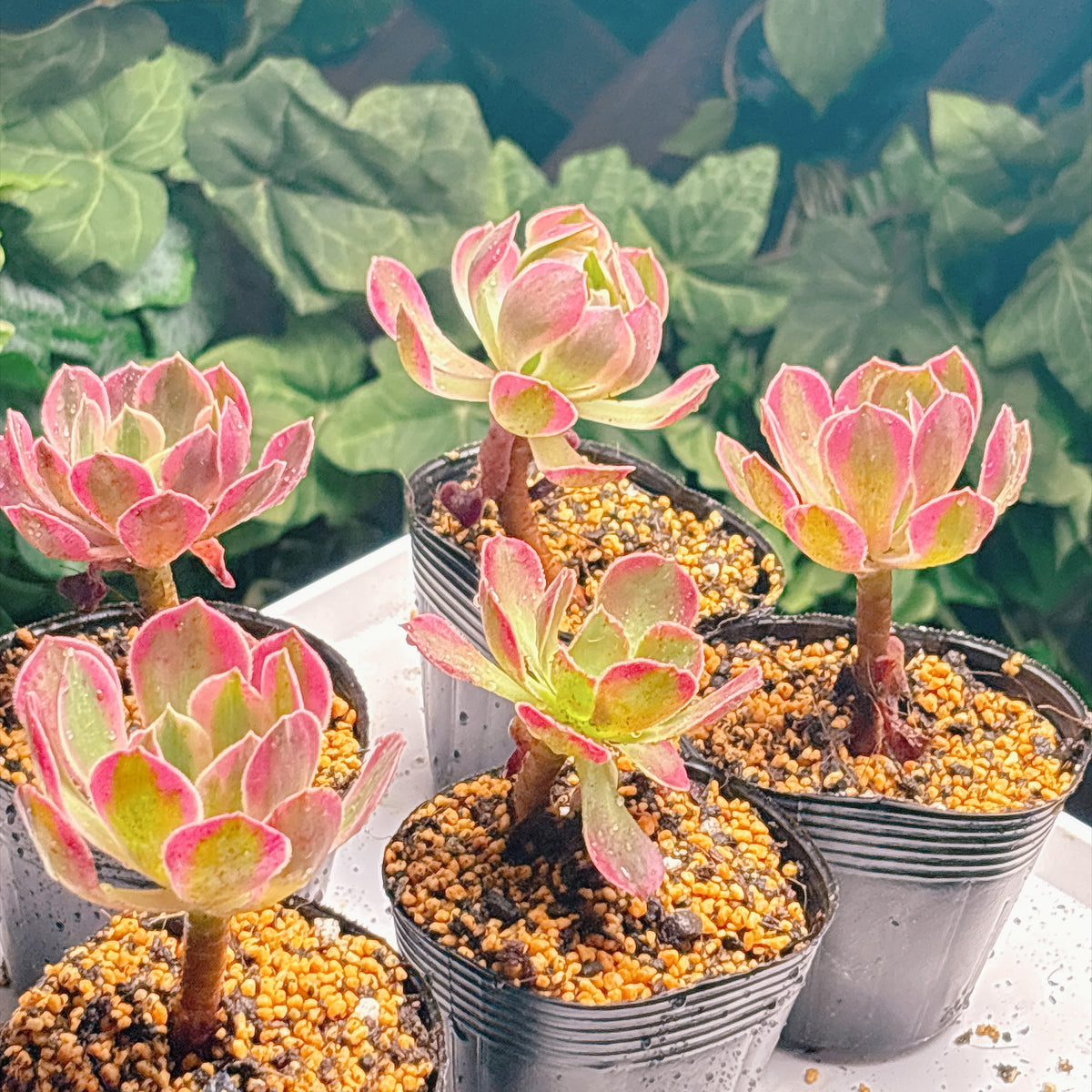 多肉植物