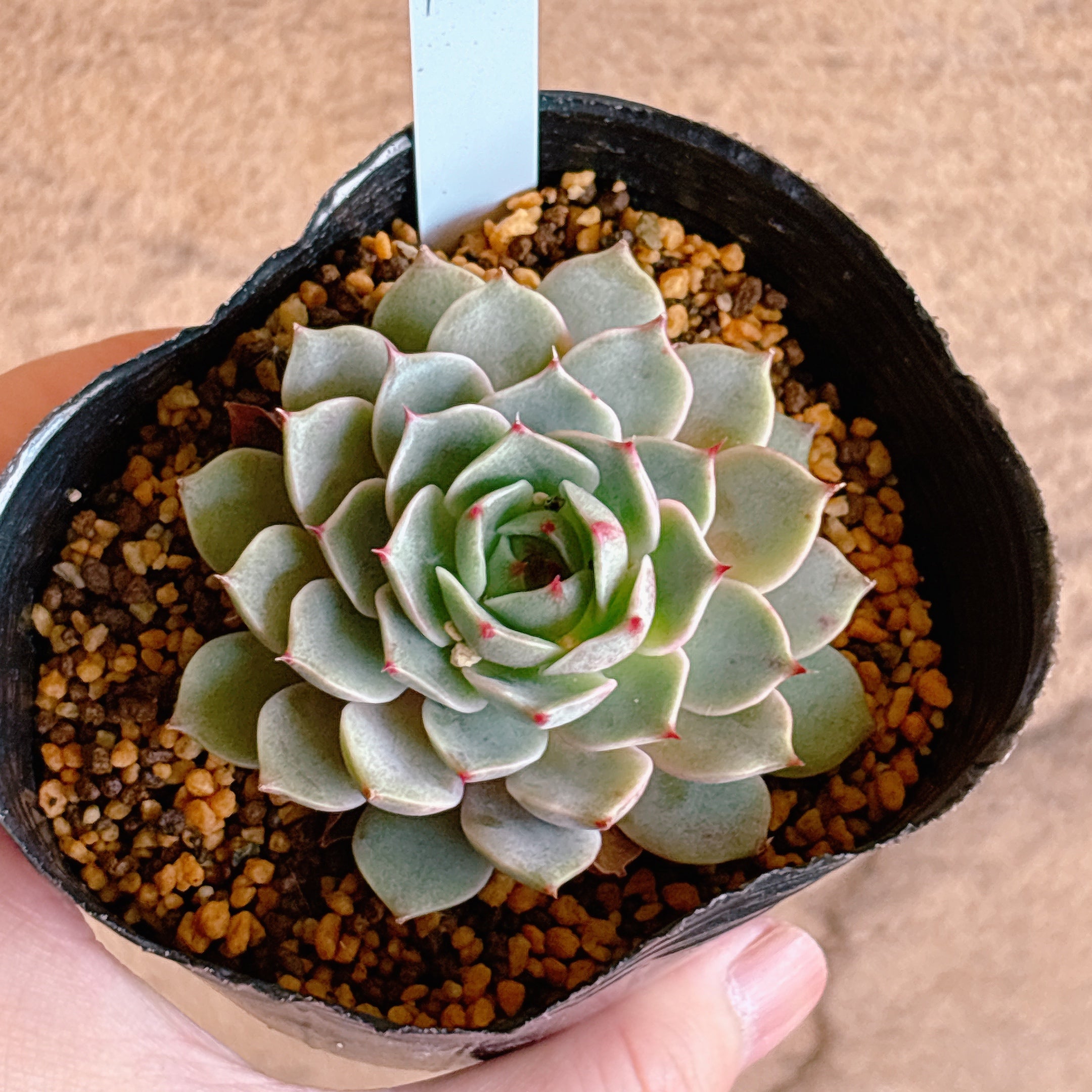 多肉植物の販売・通販サイト | Bull Succulent(ブルサキュレント)