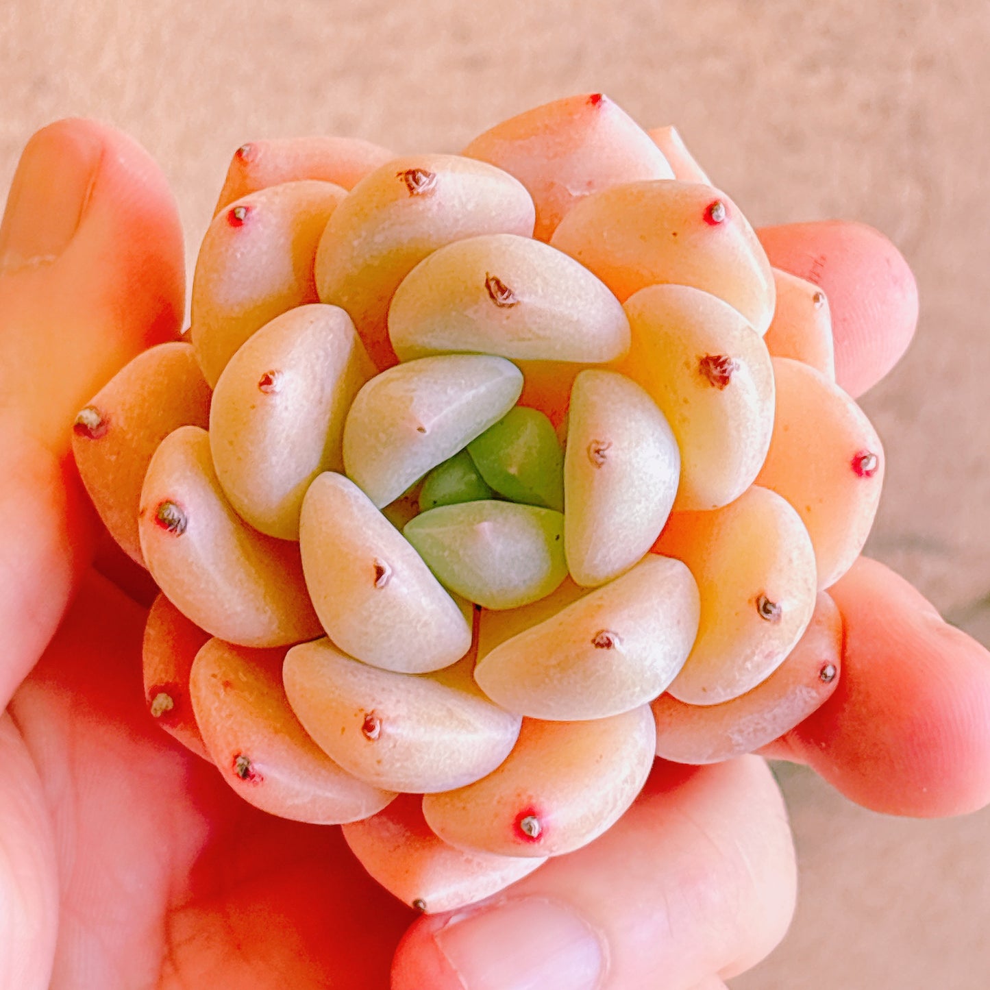 多肉植物