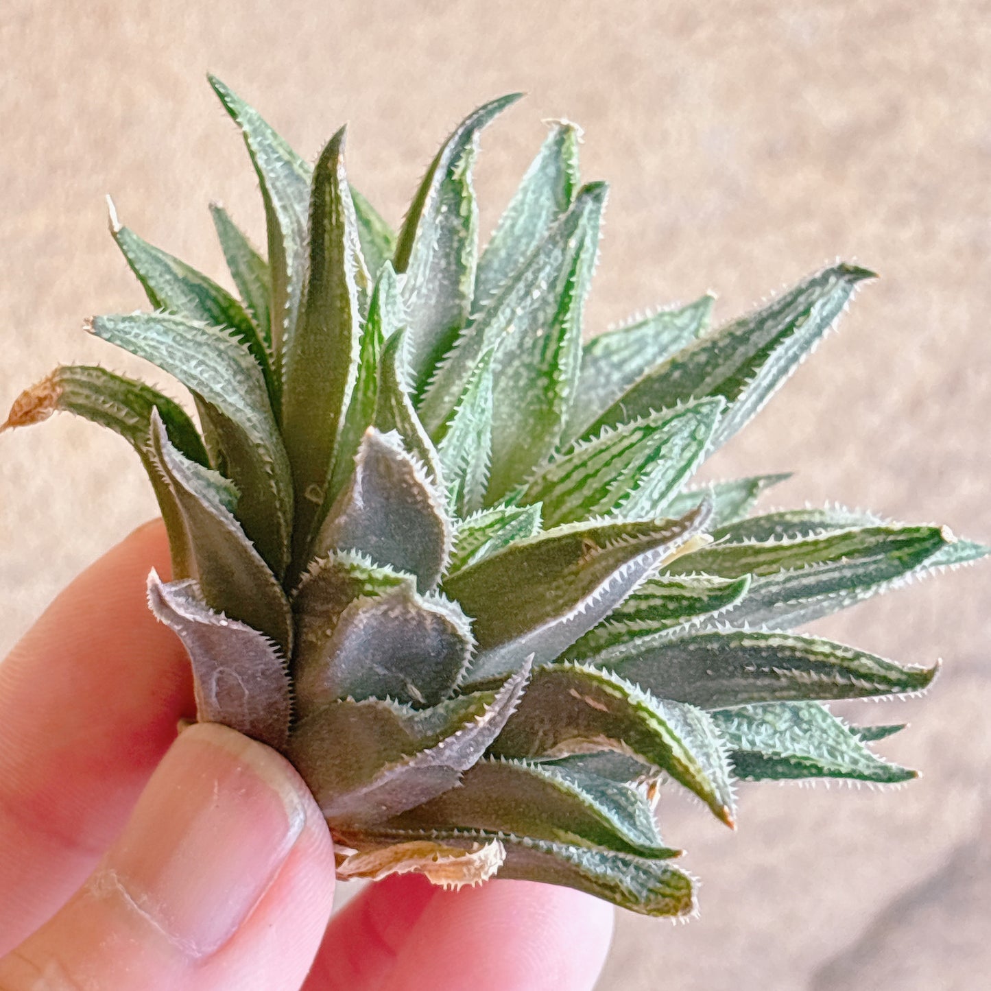 多肉植物