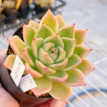 多肉植物