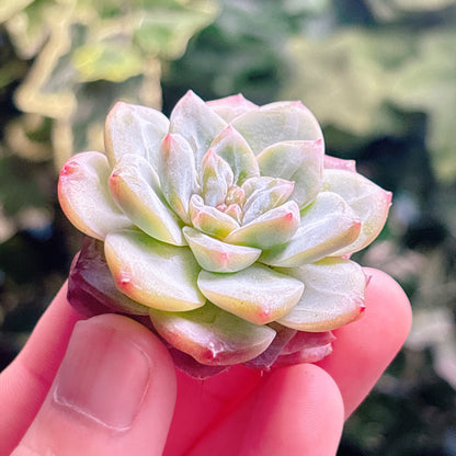 多肉植物