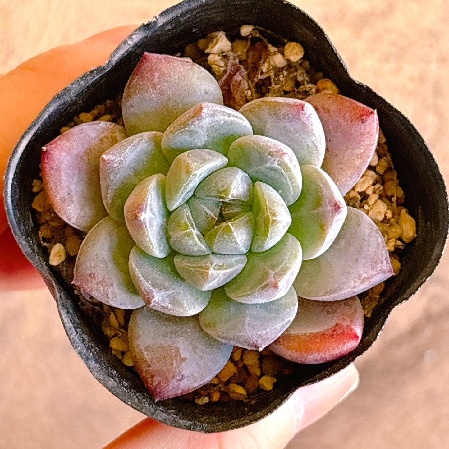 多肉植物