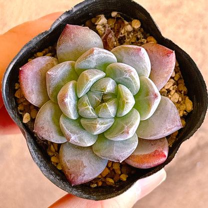 多肉植物