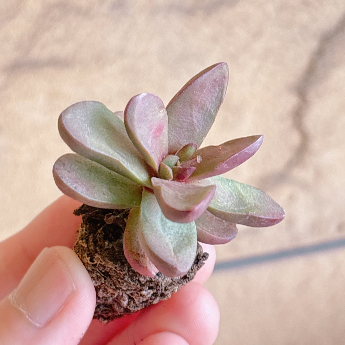 多肉植物