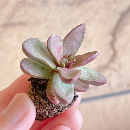 多肉植物