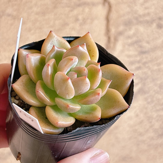 多肉植物