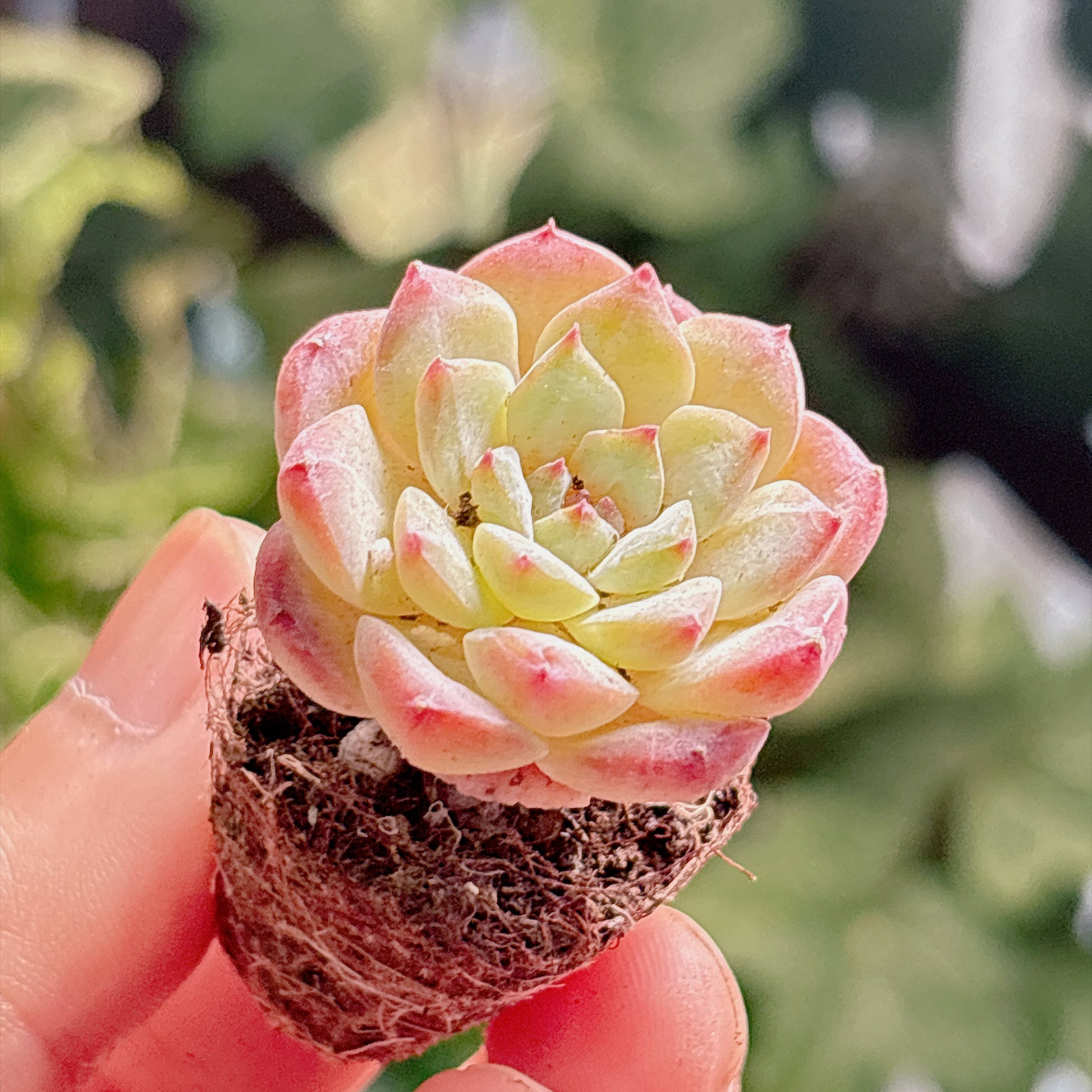 多肉植物