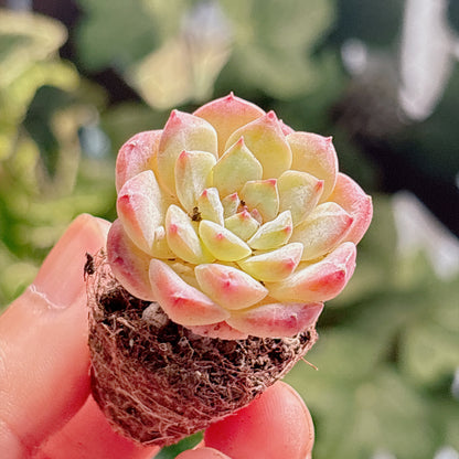 多肉植物