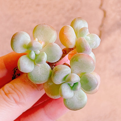 多肉植物