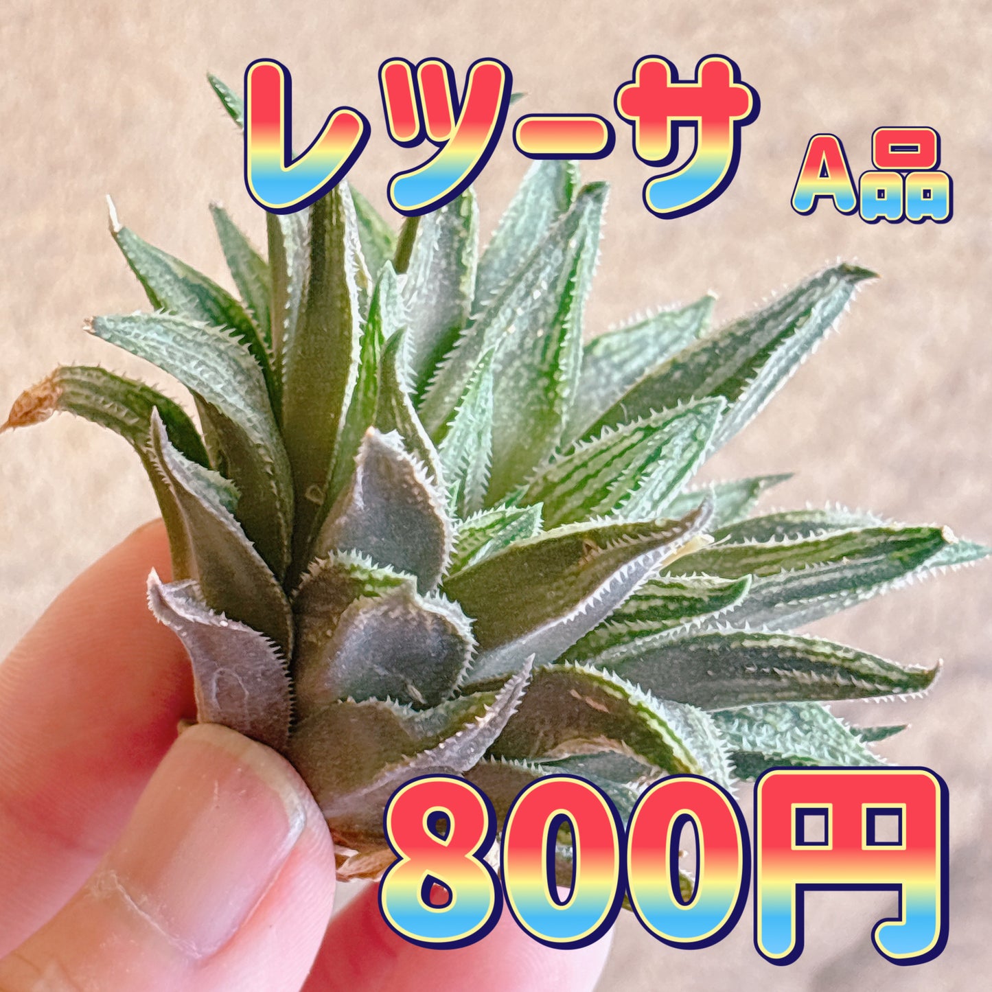 レツーサ　A品　カット苗