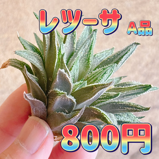 レツーサ　A品　カット苗