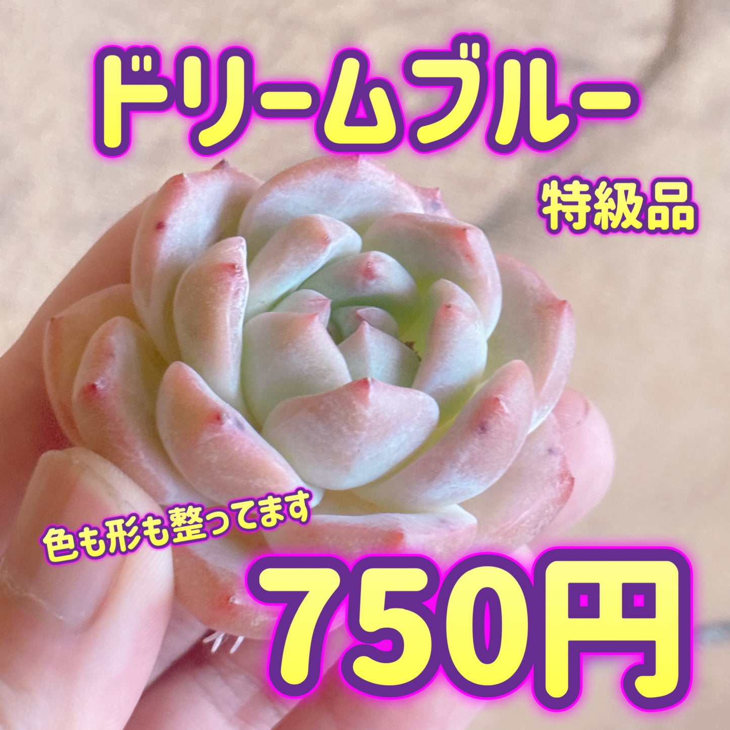 ドリームブルー　特級品　カット苗