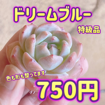ドリームブルー　特級品　カット苗