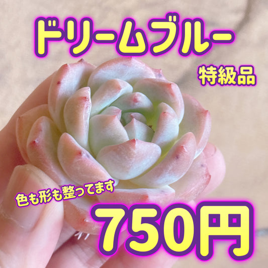 ドリームブルー　特級品　カット苗