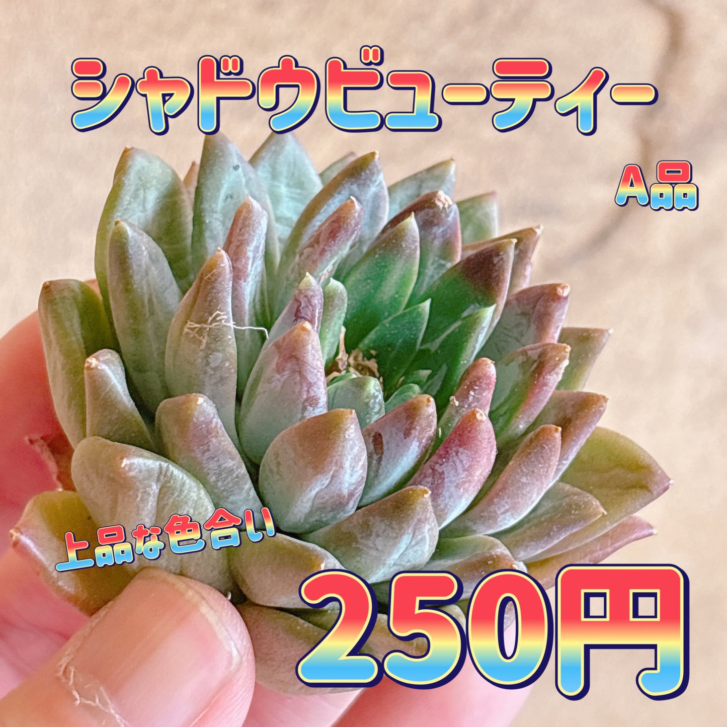 シャドウビューティー　A品　カット苗