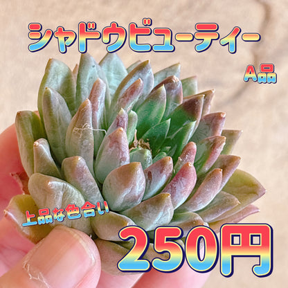 シャドウビューティー　A品　カット苗
