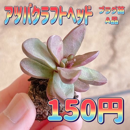 アツバクラフトヘッド　A品　プラグ苗