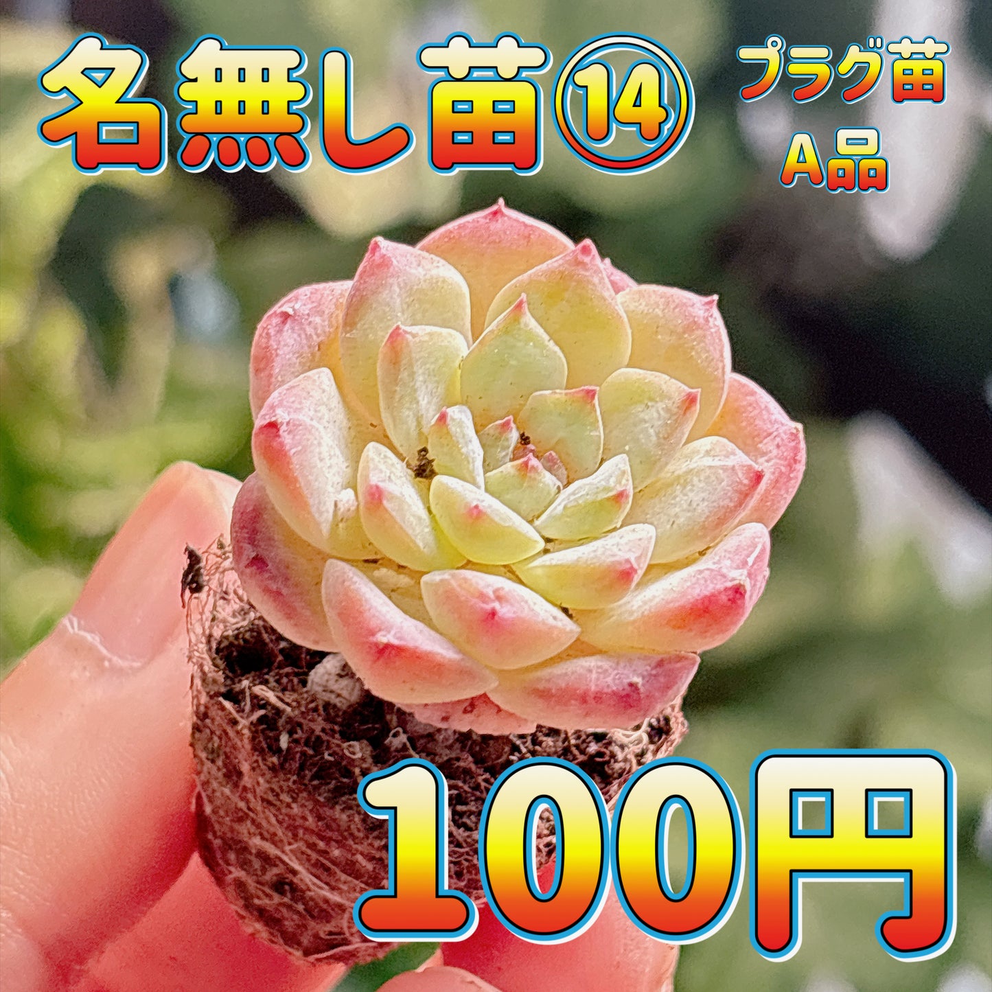 名無し苗１４　A品　プラグ苗