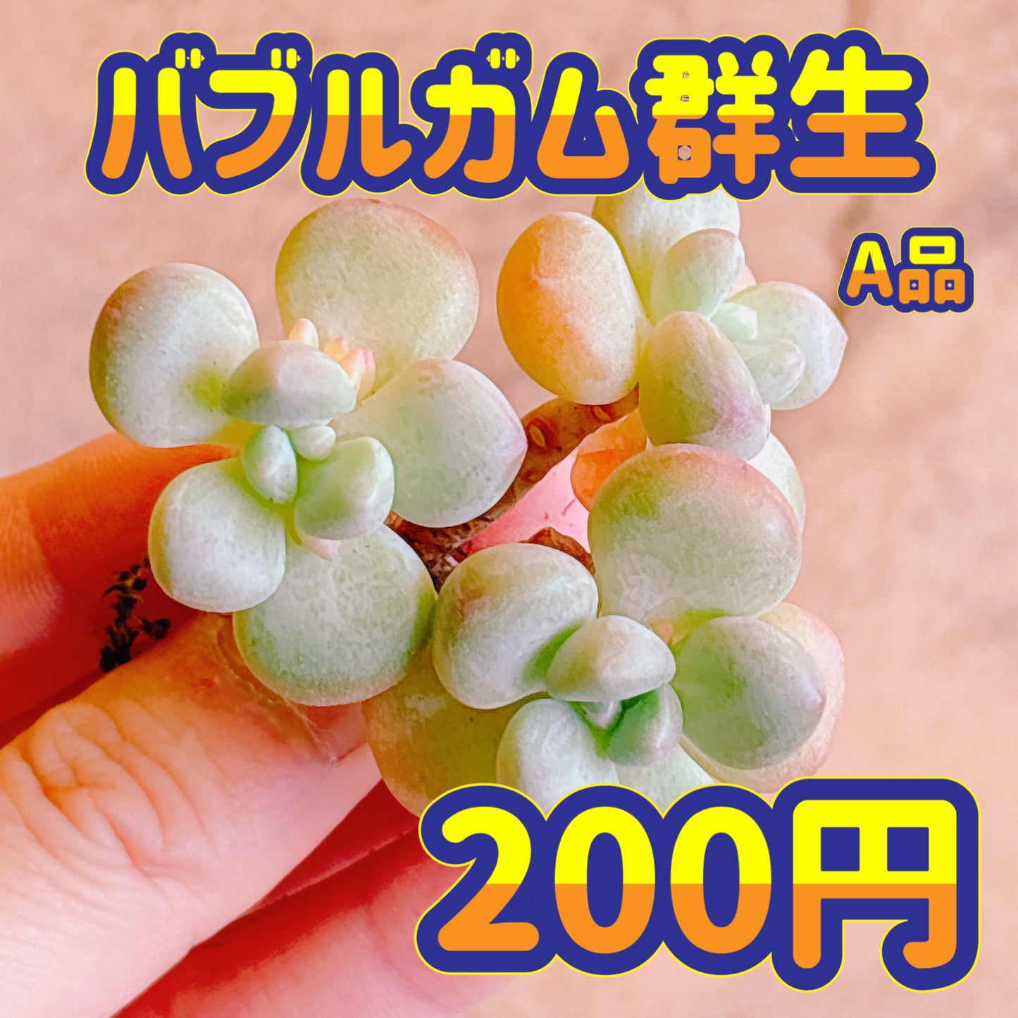 バブルガム群生　A品　カット苗
