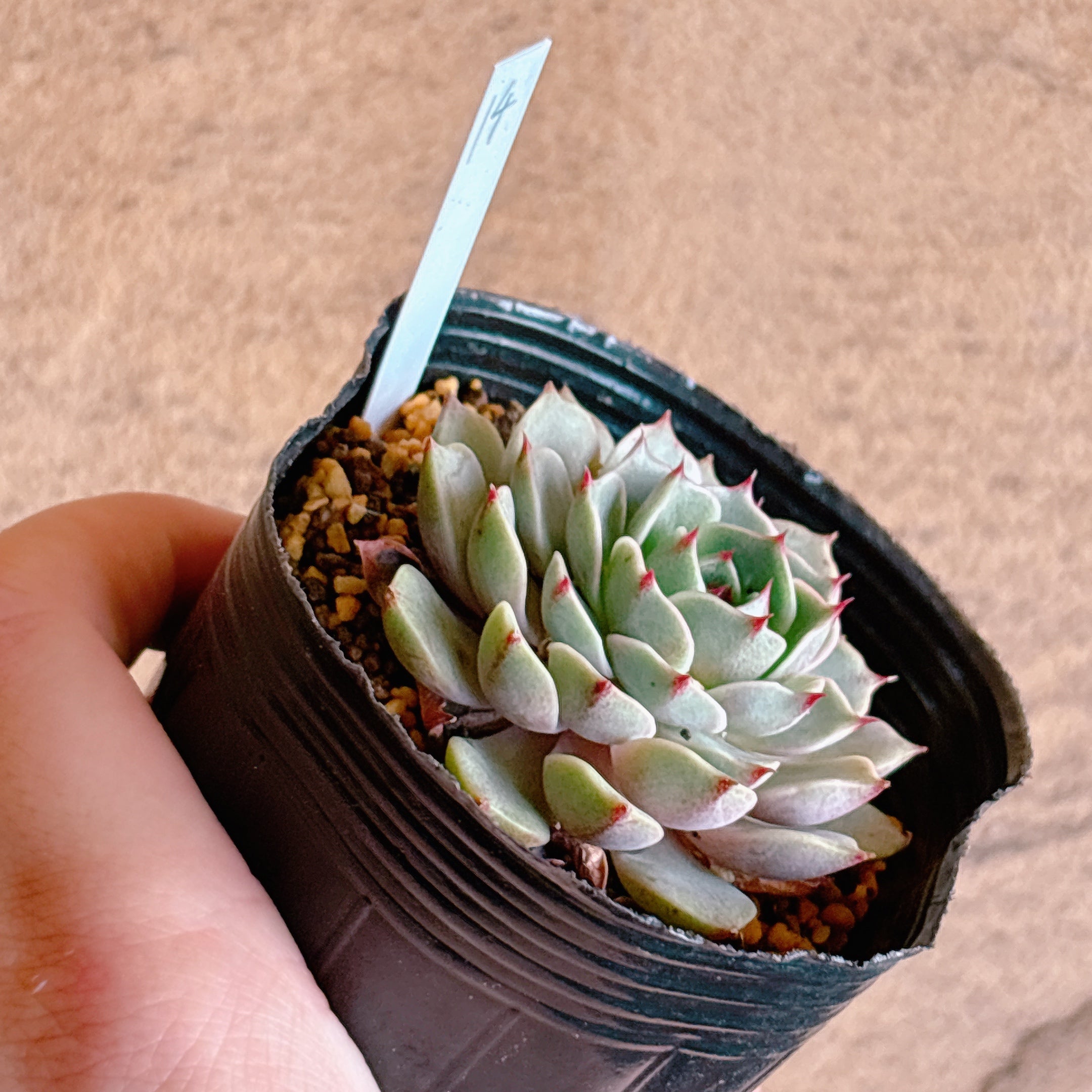 多肉植物の販売・通販サイト | Bull Succulent(ブルサキュレント)