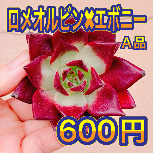 ロメオルビン×エボニー　A品　カット苗