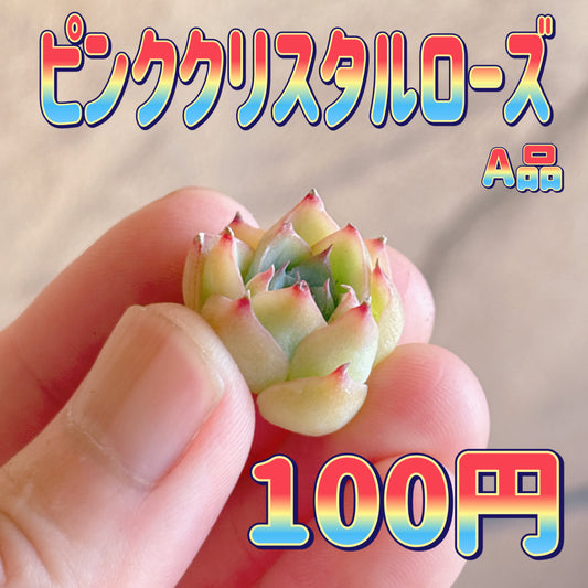 ピンククリスタルローズ　A品　カット苗