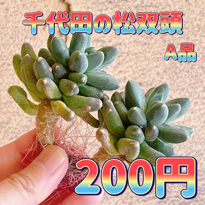 千代田の松双頭　A品　カット苗