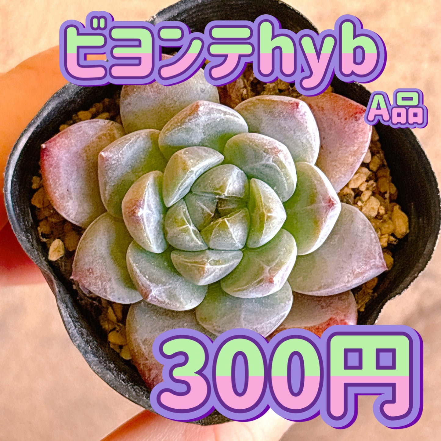 ビヨンテhyb　A品　根付き苗