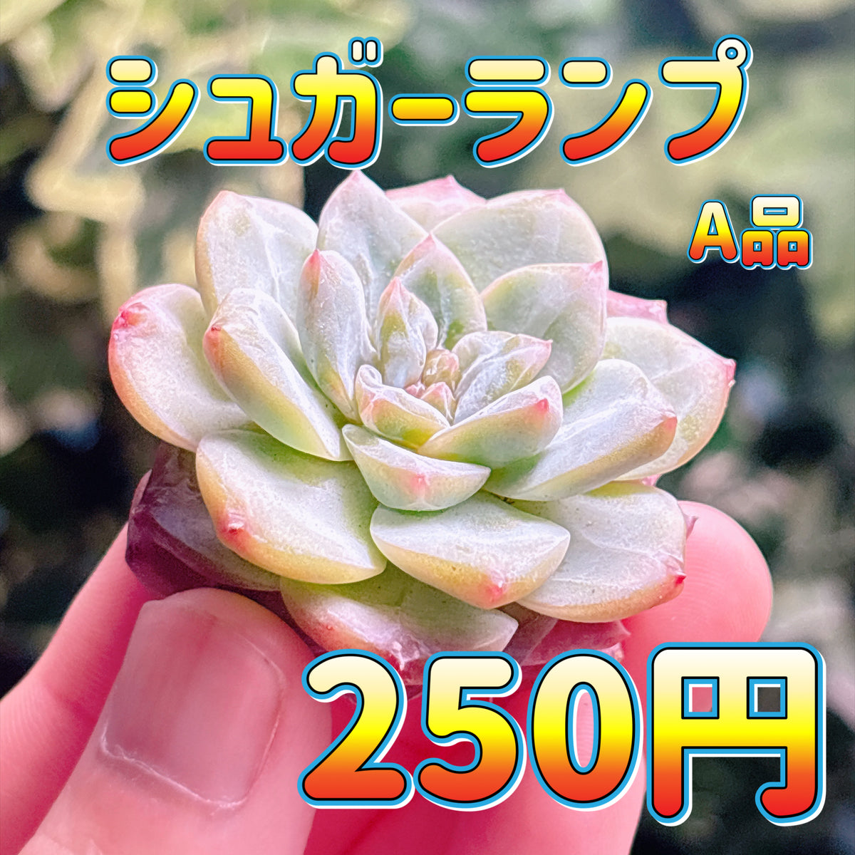 シュガーランプ　A品　カット苗