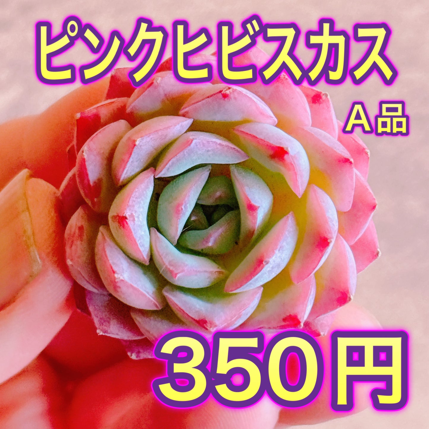ピンクヒビスカス　A品　カット苗