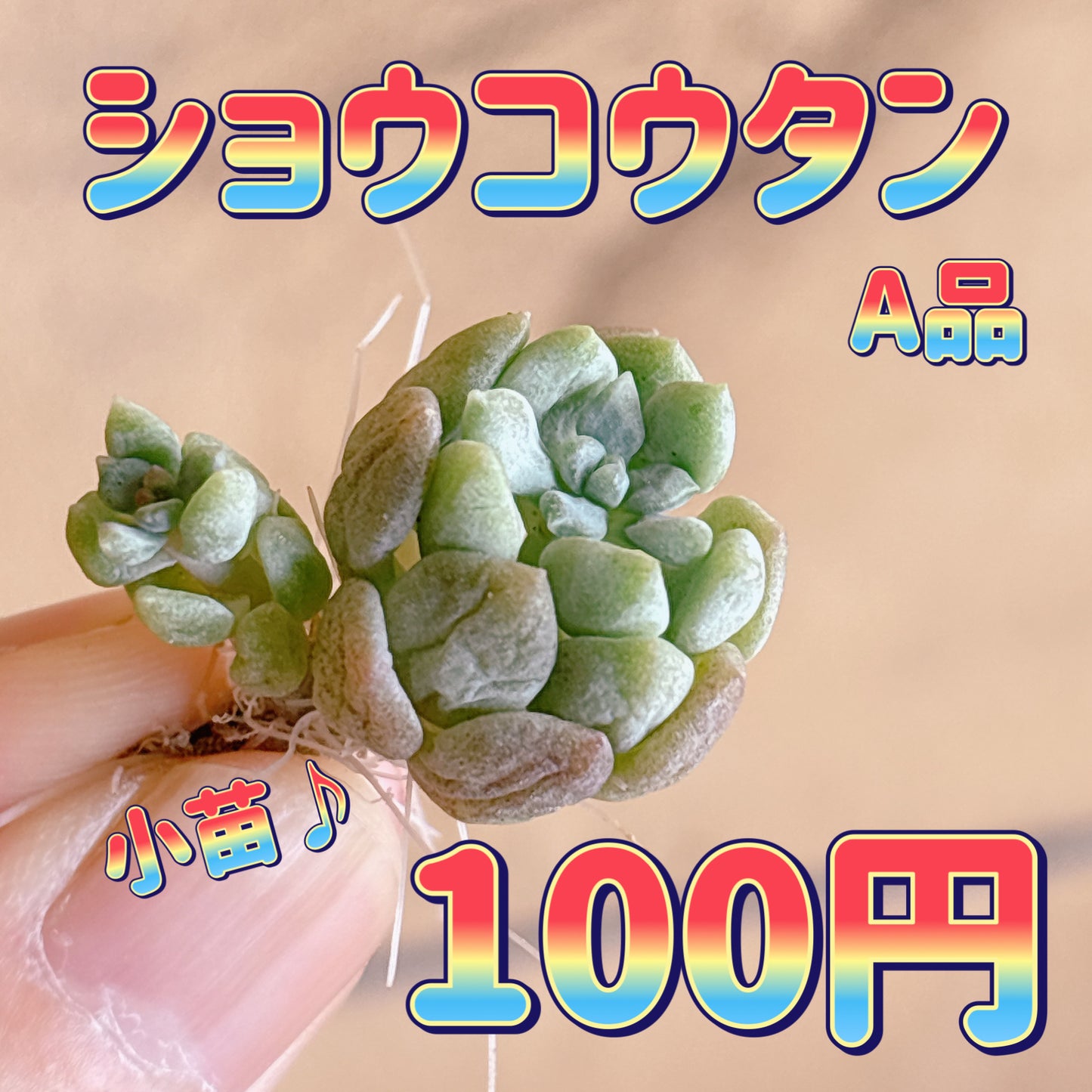 ショウコウタン　A品　カット苗