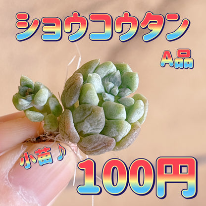 ショウコウタン　A品　カット苗