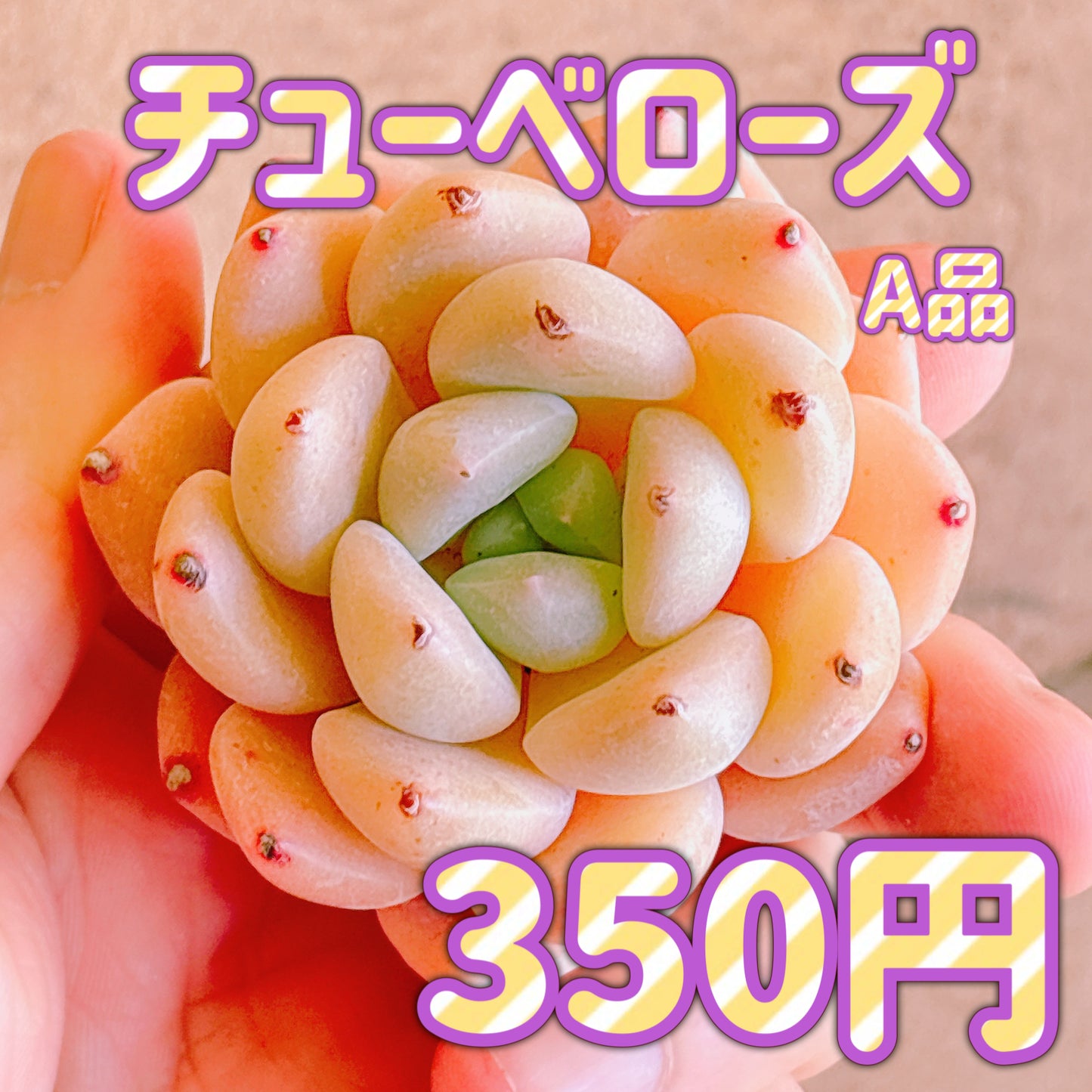 チューベローズ　A品　カット苗