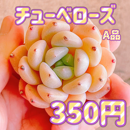 チューベローズ　A品　カット苗