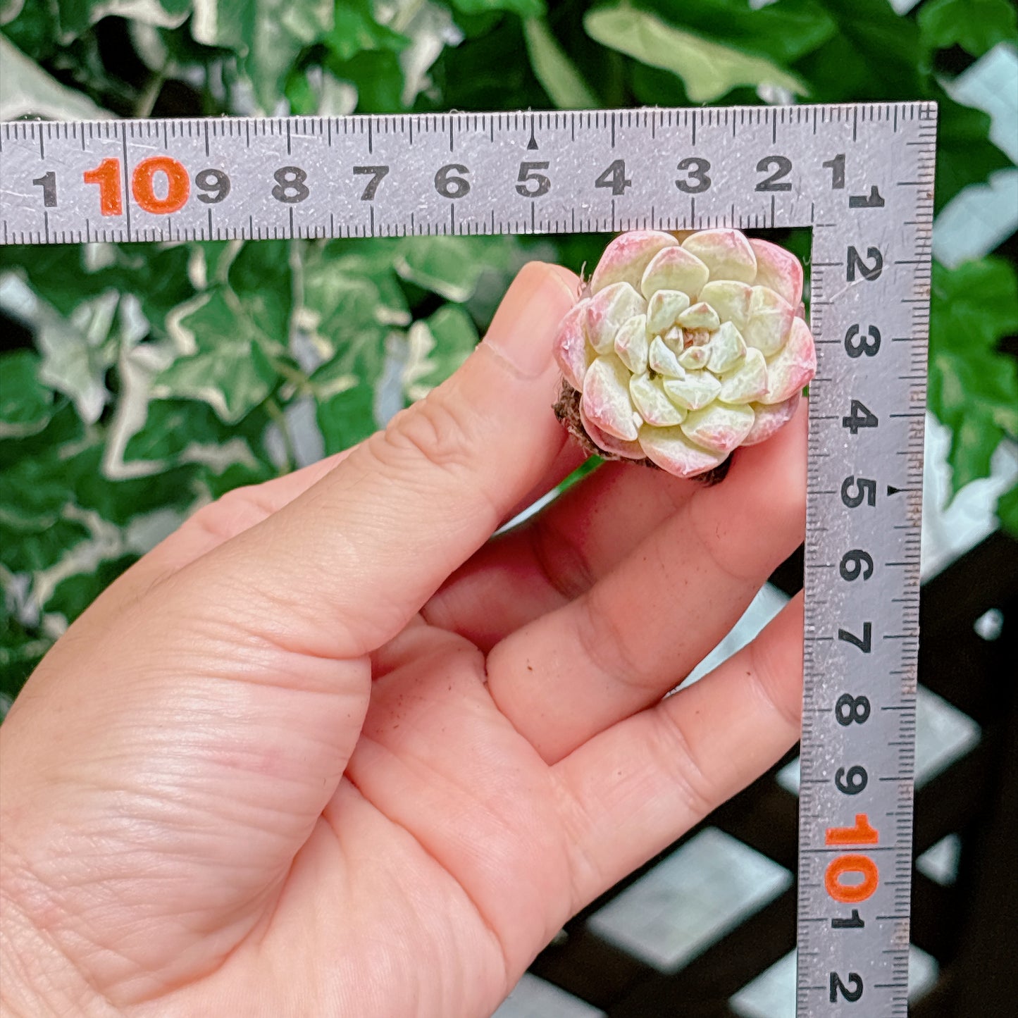 名無し苗１４　A品　プラグ苗