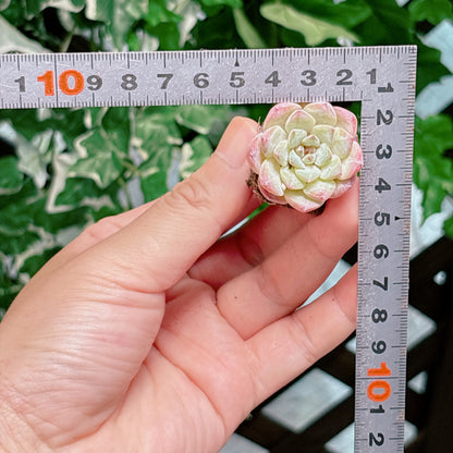 名無し苗１４　A品　プラグ苗