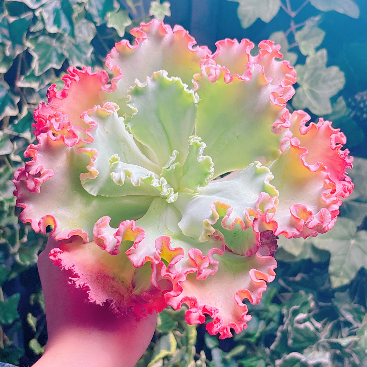 メリディアン　特級品　カット苗
